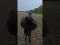 turkey down!!! #turkeyhunting #turkeyseason #turkey #pleasesubscribe #fyp #viral