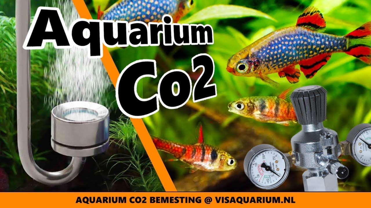 Aquarium Co2 voor planten, dit nodig - YouTube