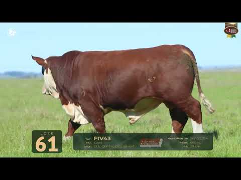 LOTE 61   TAT FIV43 M Braford