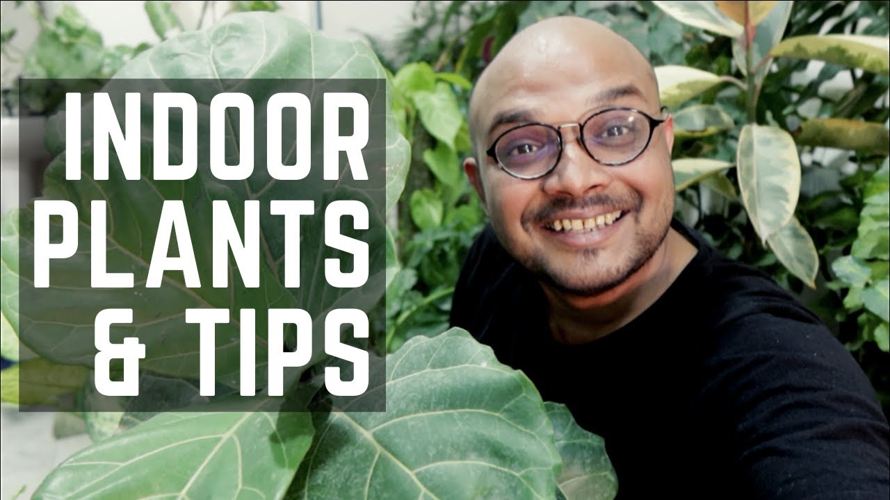 Indoor Plants for Beginners & Care Tips | Houseplants in India 