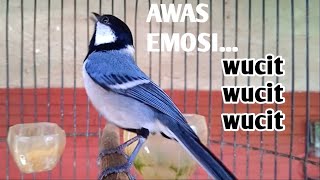 Burung gelatik batu Gacor birahi bikin emosi lawan