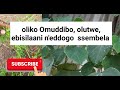 Weyambulule Eddogo Omuddibo Olutwe Ebisilaani N Eddagala Lino Kuliko N Eddagala Ly Emikisa Tosubwa