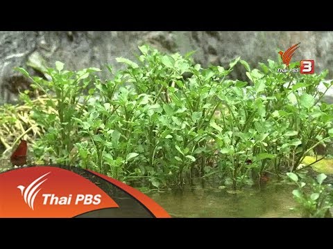 Thai way of life: water vegetables, local vegetables, Betong (6 Sep 2018)