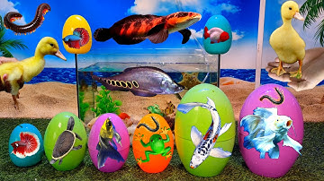 Tổng hợp video cá cảnh đẹp, động vật dễ thương, cá betta, cá koi, chép sư tử, ếch xanh