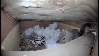 squirrel Drey nesting.