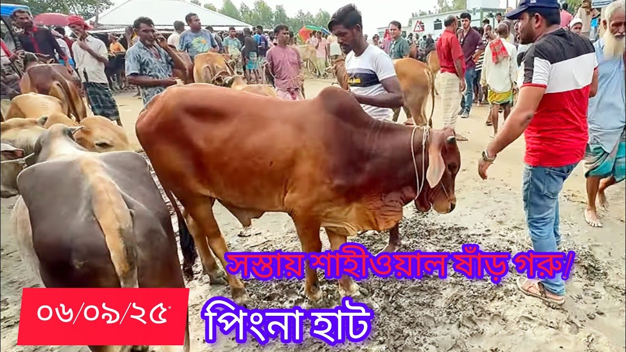 পিংনা গরুর হাট ২০২৫ 