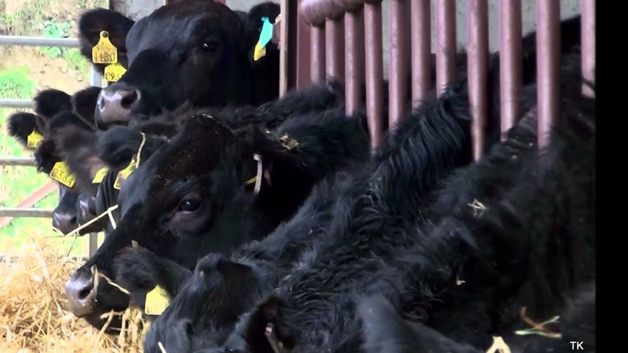 Lisduff Export Partnership -  Cattle Export To Russia 2013