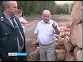 В Борисоглебском районе уже полгода орудуют «черные лесорубы»