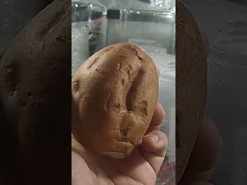 Como germinar un Camote, Batata ,Papa dulce con solo agua #siembra #huerta #cultivar