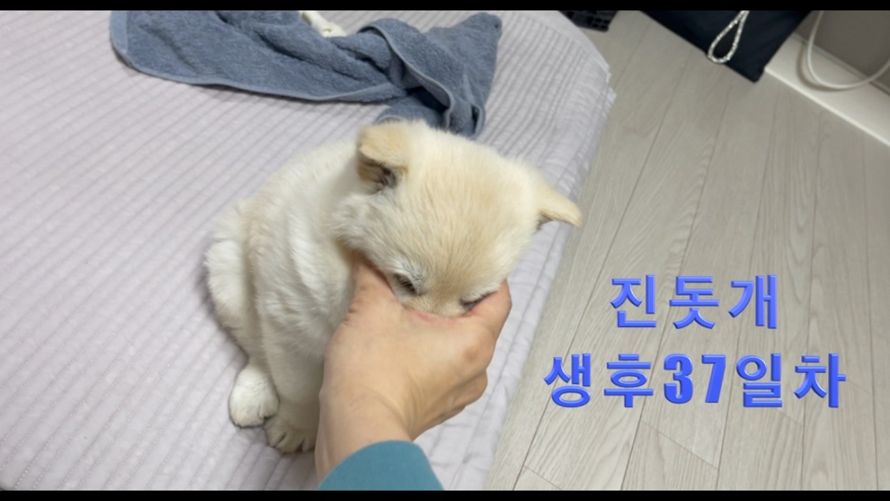 새시 생후37일차 (k-dog 진돗개) #강아지 #진돗개