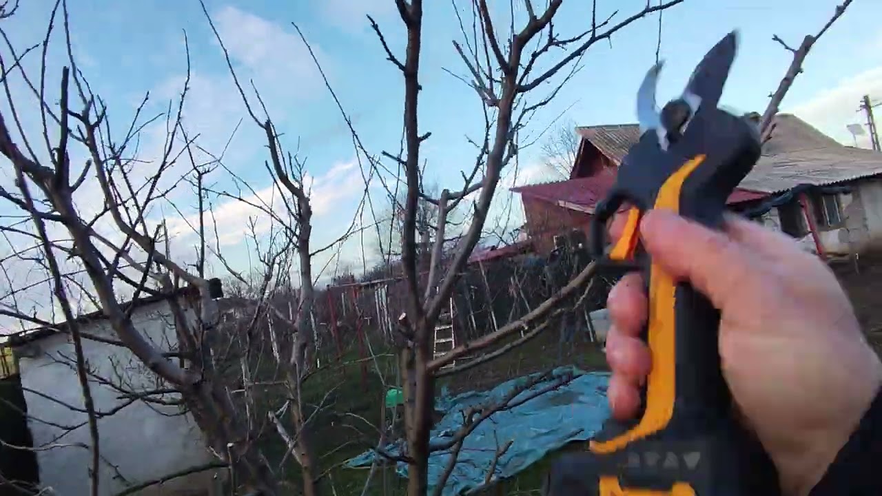 Curățarea prunului soiul Ana Spatth format vas🫐✅✂️