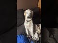 Charlie Says ‘Hi’ To Her Fans