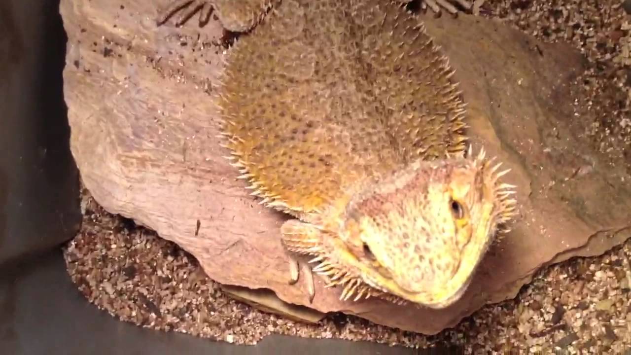 geckos for sale Intro video of all my pets for the 2013 reptile series.