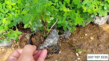 Bán buôn cây cỏ lạc, cây chuỗi ngọc 0977973535