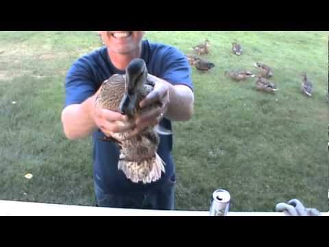 Video: How To Catch A Wild Duck