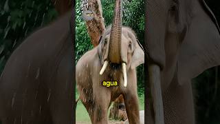 Cómo se limpian la nariz los elefantes 😨 #animales #elefantes #curiosidades #curiosoben