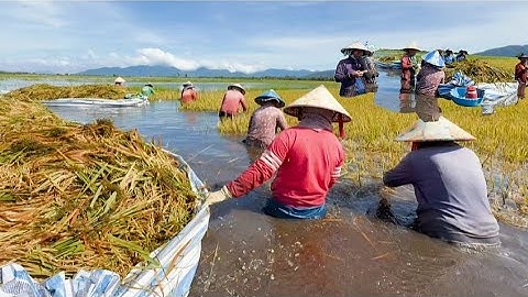 nước lên quá nhanh ngập cả lúa nông dân phải cắt lúa bằng tai # mientaytv 