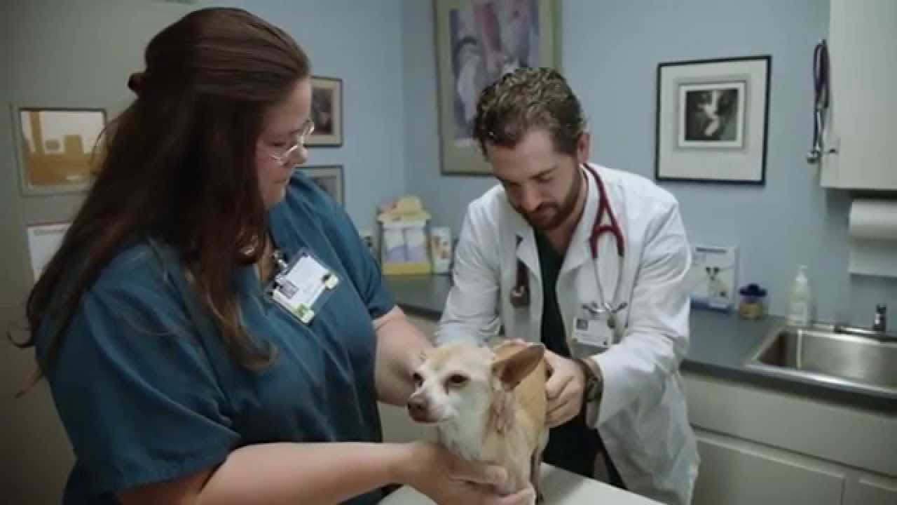 Research Boulevard Pet & Bird Hospital Short Austin, TX YouTube