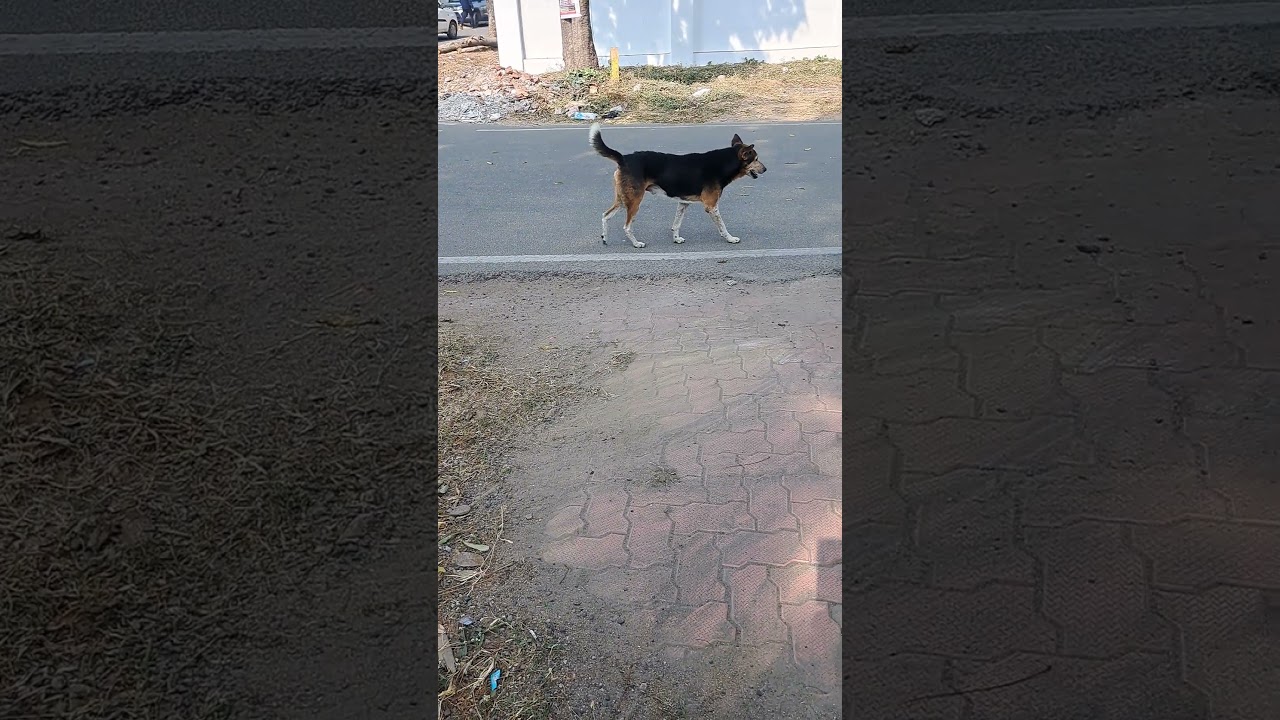 Dogesh bhai .. jogging after New year party 