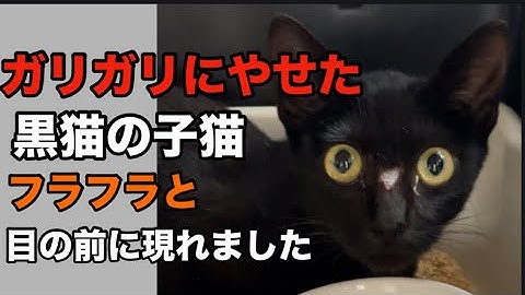 【緊急保護・子猫】夏の終わりにガリガリにやせた黒猫の子猫がフラフラと家の前に現れました。やせ細った体で頑張って今まで一人で生きてきたんだろう。保護しなければ途絶えてしまう命を保護しました。
