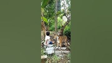 ARLOOPA app for to create an animated video very easily