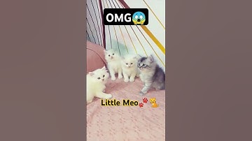 Cat video😍😍#cat #trending #shorts #cute #viral #funny #catvideos #cutecat #kucing #memes #catshorts