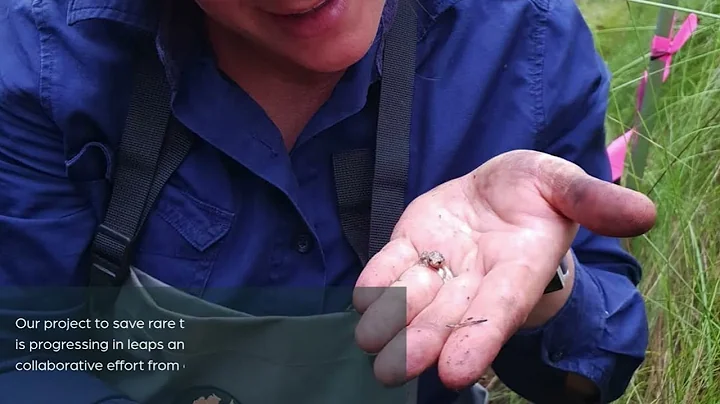 Rehydrating habitats for critically-endangered white-bellied frogs