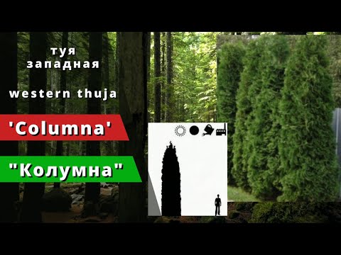 Video: Thuja Oosten In Kameromstandigheden