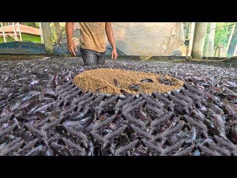 Rumah Ikan di | Budidaya Ikan di Tangki Semen Beton di Halaman Belakang Anda