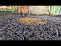 Rumah Ikan Di Budidaya Ikan Di Tangki Semen Beton Di Halaman Belakang Anda Rumah Ikan Di Budidaya Ikan Di Tangki Semen Beton Di Halaman Belakang Anda