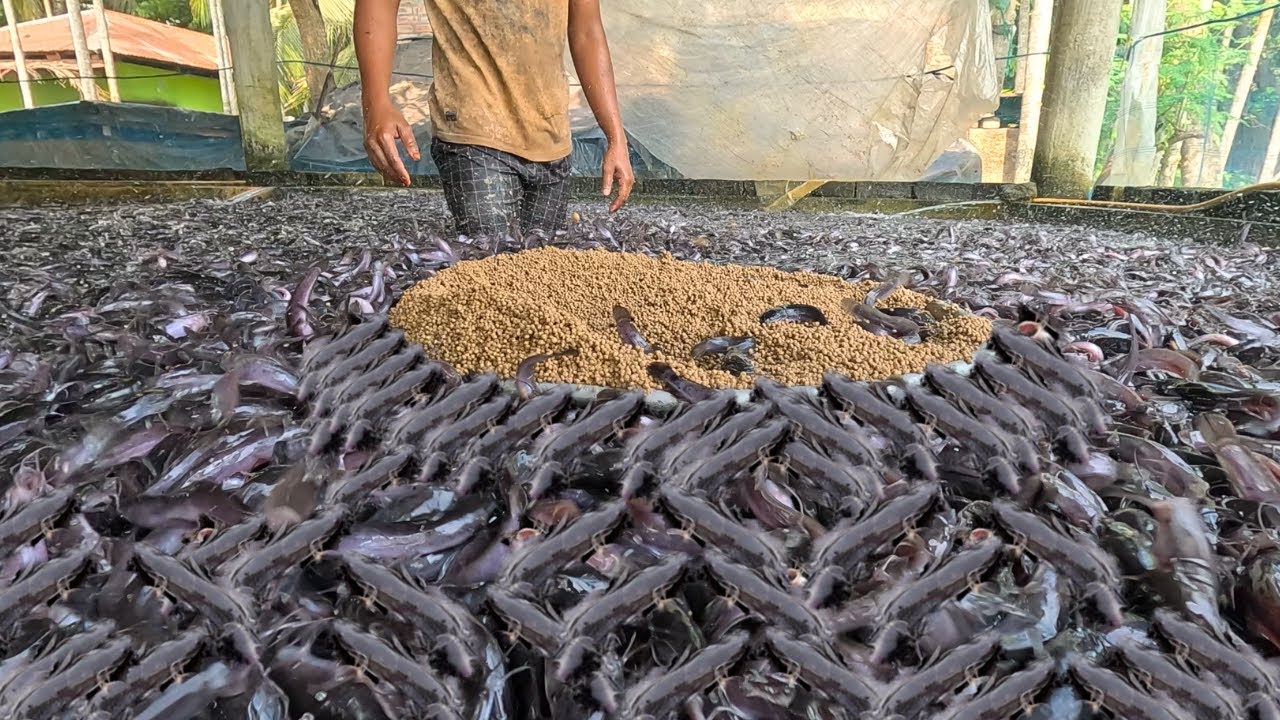 Rumah Ikan di | Budidaya Ikan di Tangki Semen Beton di Halaman Belakang Anda