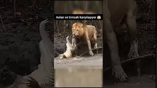 Aslan ve timsah karşılaşıyor 😱🎬#shorts #belgesel #aslan #timsah #türkçedublaj #wildlife #kesfet