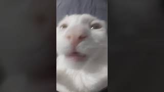 Kucing Helikopter Helikopter  Parakoper Parakoper