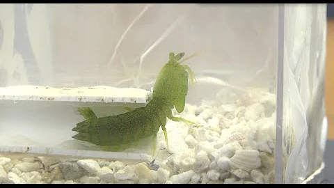 Mantis Shrimp Sparring {Duke University Research}