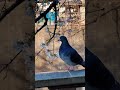 Spring in Tokyo Sakura Along River Hidden Cherry Blossom Japan Cinematic #japantravel #japan #tokyo