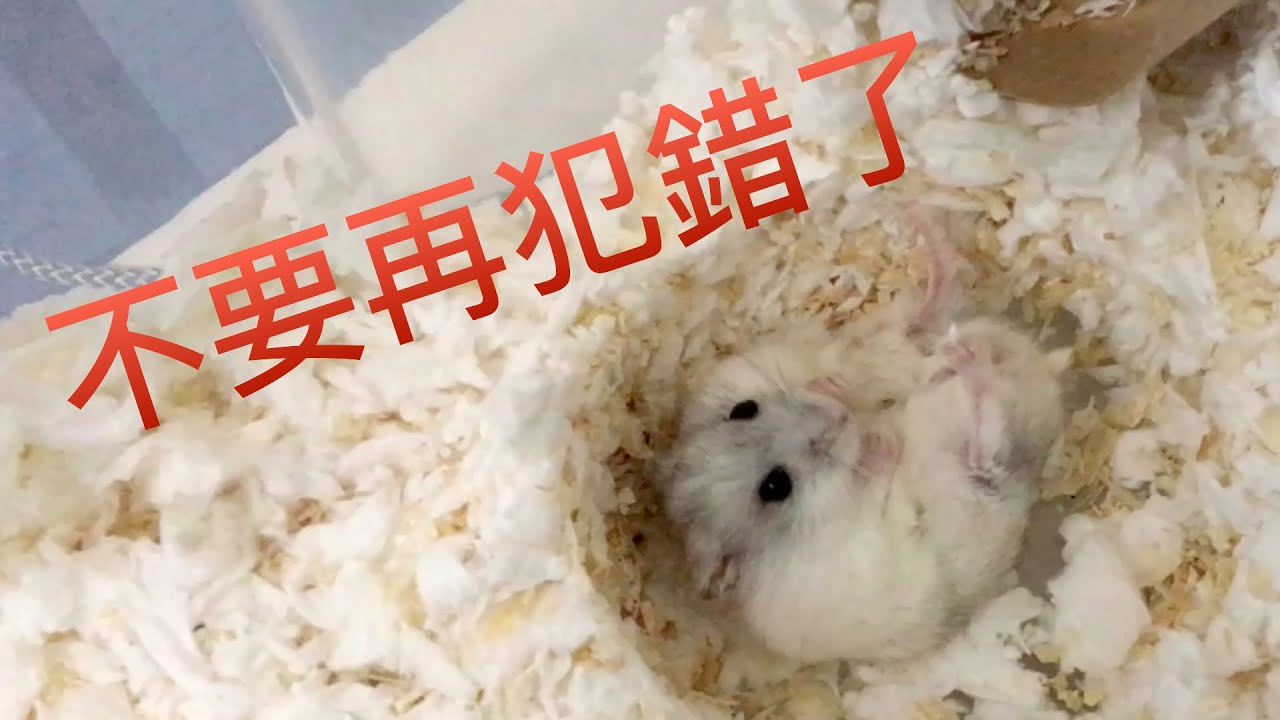 我也曾犯過這些新手錯誤，14個月內換6次倉鼠籠