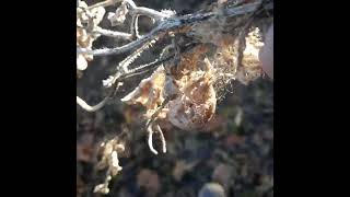 Banana Spider egg sack #1, relocation Dec 2022