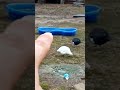 I'll show you something #chicken #homestead #chicken #viral #cat #funny #crowdfire #viralfeed #short