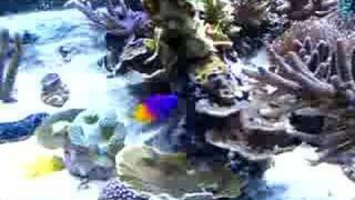 Sanjay's 500 Reef