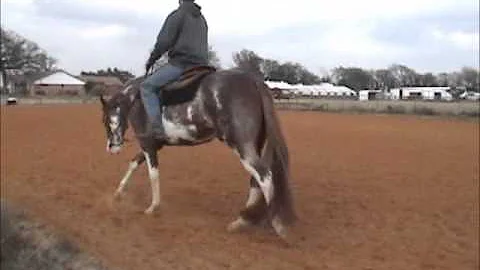 S2 Performance Horses - Wes Stallings and CADETS H...