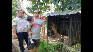 Luwak (Civet) in Bali, Indonesia  |  Shayaan Arafat