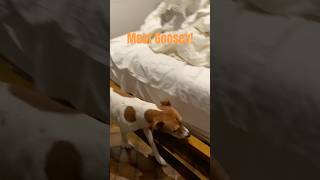 Want to Meet 3 Dogs Who Can Sniff Out Bed Bugs? Watch Goosey, Southy, &amp; Ecko!
