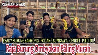 RAJANYA BURUNG OMBYOKAN MURAH !!! READY BURUNG SAMYONG  PODANG SUMBAWA  CENDET  PLECI DLL