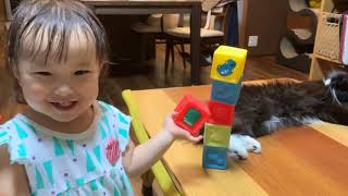 高く積むブロックを見てほしい娘とそれを面倒と感じている猫　ノルウェージャンフォレストキャット　Cats who don't like toy blocks