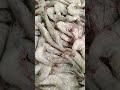 ВОТ ЭТО УЛОВ ! ) . . . #видео