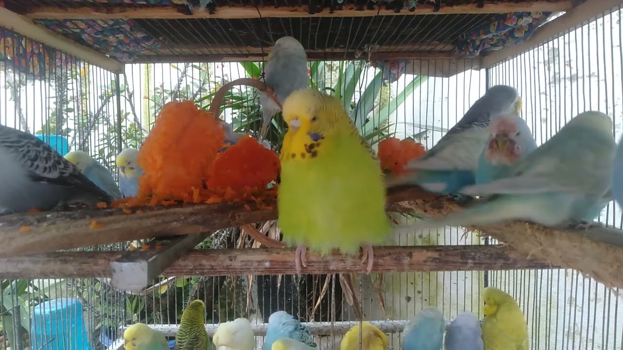 Luxury Birds Creating a Calm Interior Mood