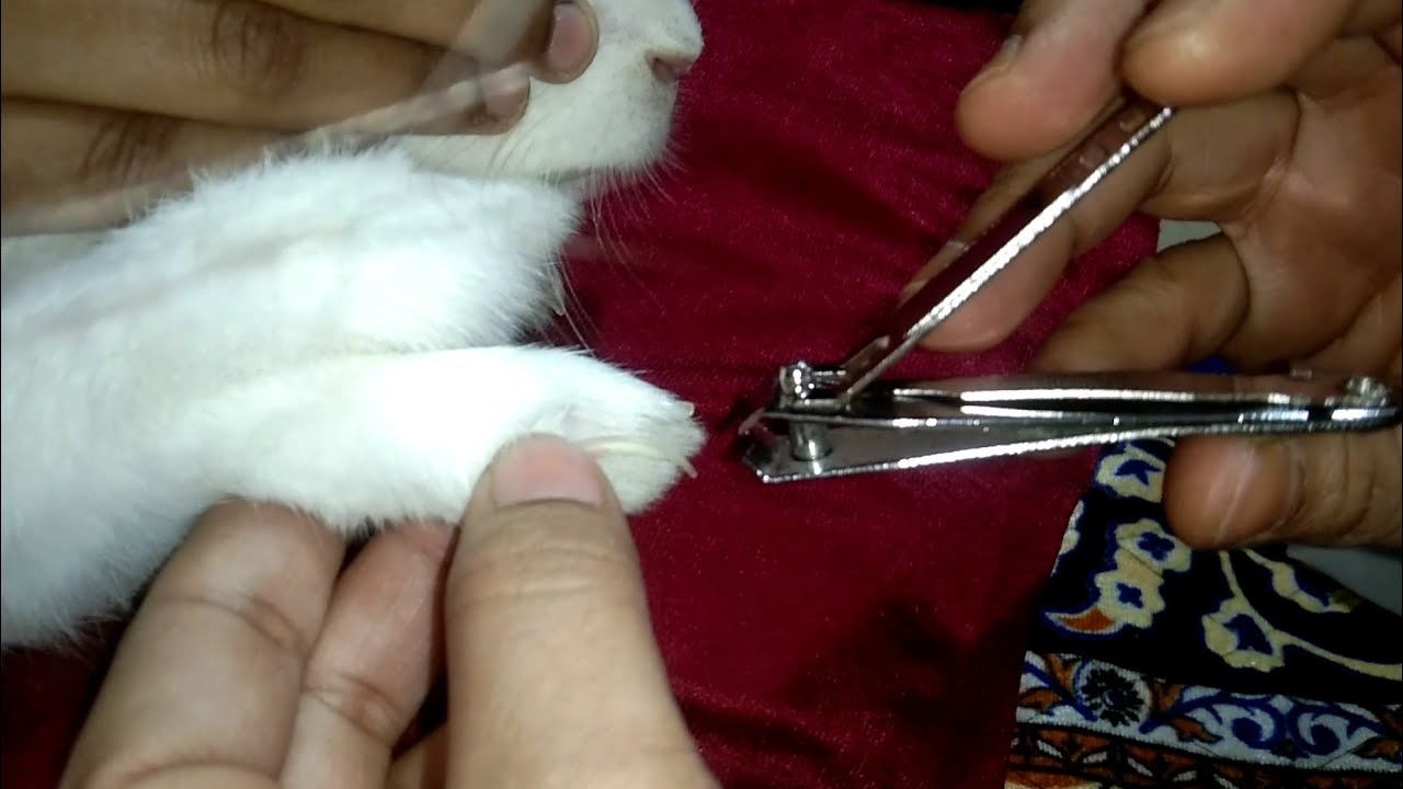 खरगोश के नाखून कैसे काटे? खरगोश के नाखून काटने का आसान तरीका!how to cut