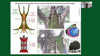 Veteran Tree Management and Protection: The Great Mulberry in Cervia - Fabio Ascarini