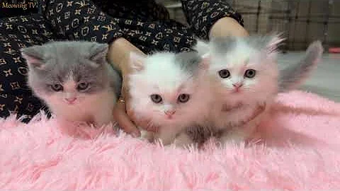 Watch the video about The munchkin mother cat was busy playing and neglected her babies.