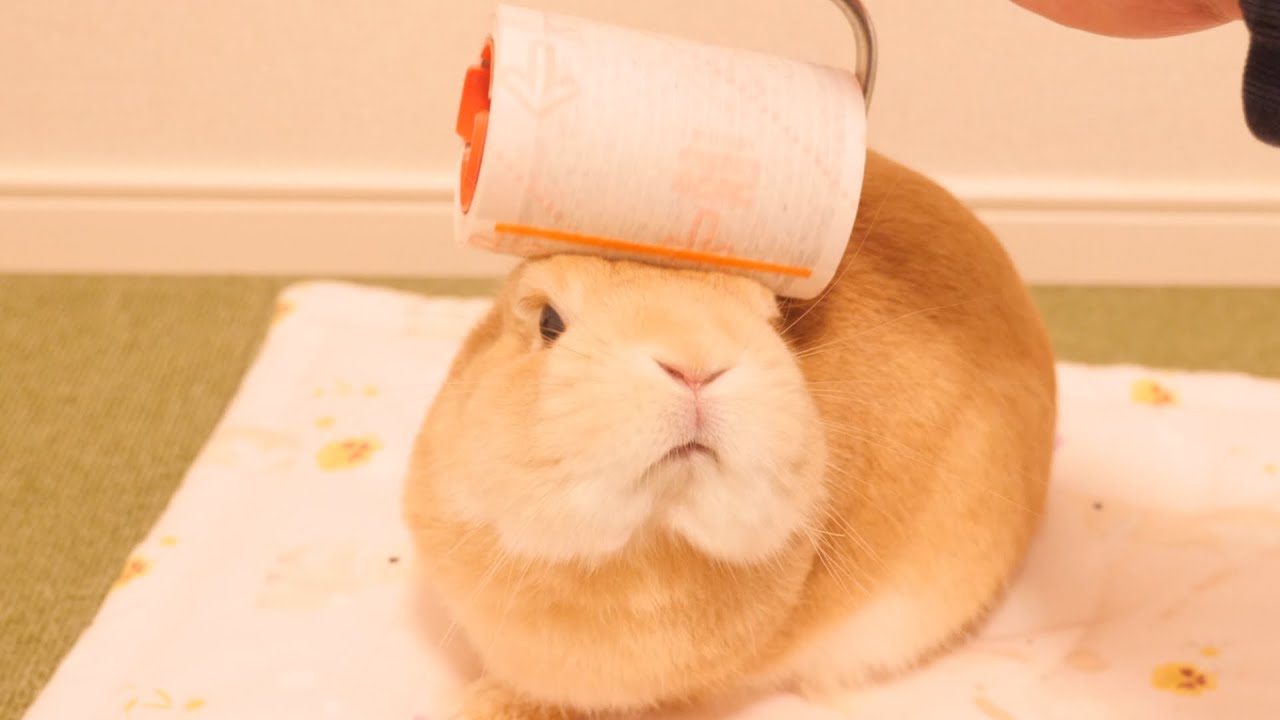 This Is What Happened When I Groomed Mugi Using A Corocoro No 842 Youtube This Is What Happened When I Groomed Mugi Using A Corocoro No 842 Youtube